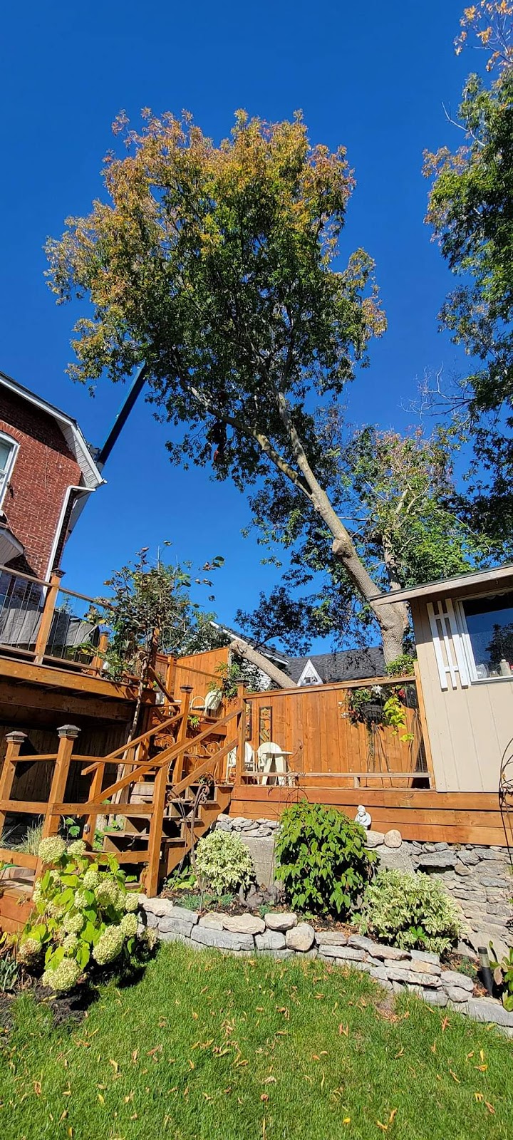 Lupenette Tree Service | 149 Lingham St, Belleville, ON K8N 3T3, Canada | Phone: (343) 645-6703