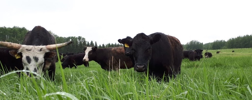 Hoven Farms Grass Finished Organic Beef | RR3, Eckville, AB T0M 0X0, Canada | Phone: (403) 302-2748