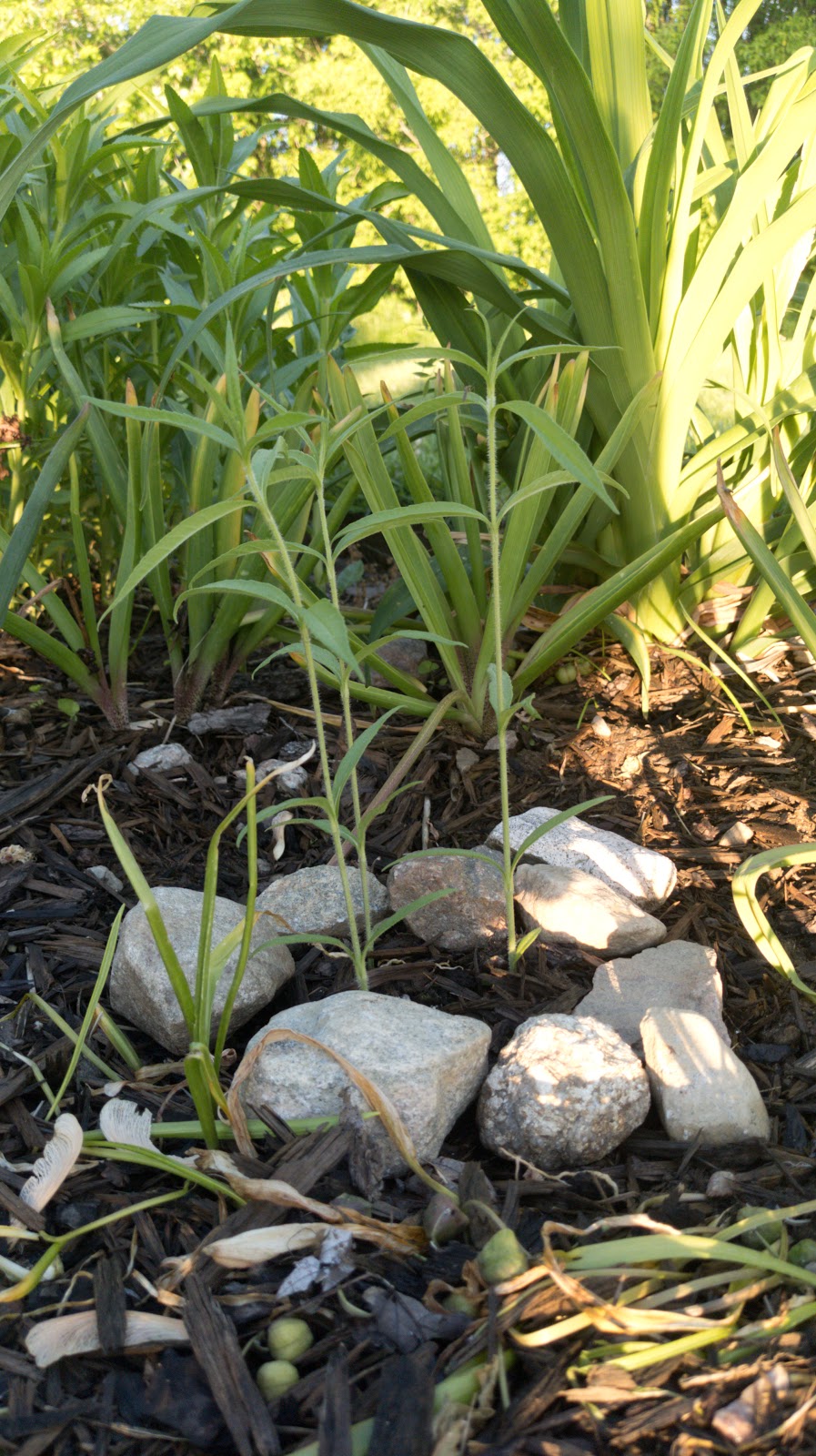 Beaux Arbres Native Plants | 29 Ragged Chute Rd, Bristol, QC J0X 1G0, Canada | Phone: (819) 647-2404