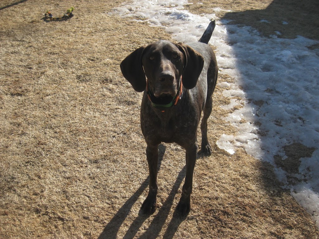 Kats Lake Rd Kennels | Canada, 2046 Lake Rd, Tatamagouche, NS B0K 1V0, Canada | Phone: (902) 657-3525