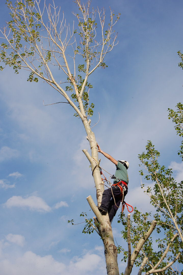 Arborist Supply Co. Inc. | 141 Commercial Dr #8, Calgary, AB T3Z 2A7, Canada | Phone: (888) 240-3993