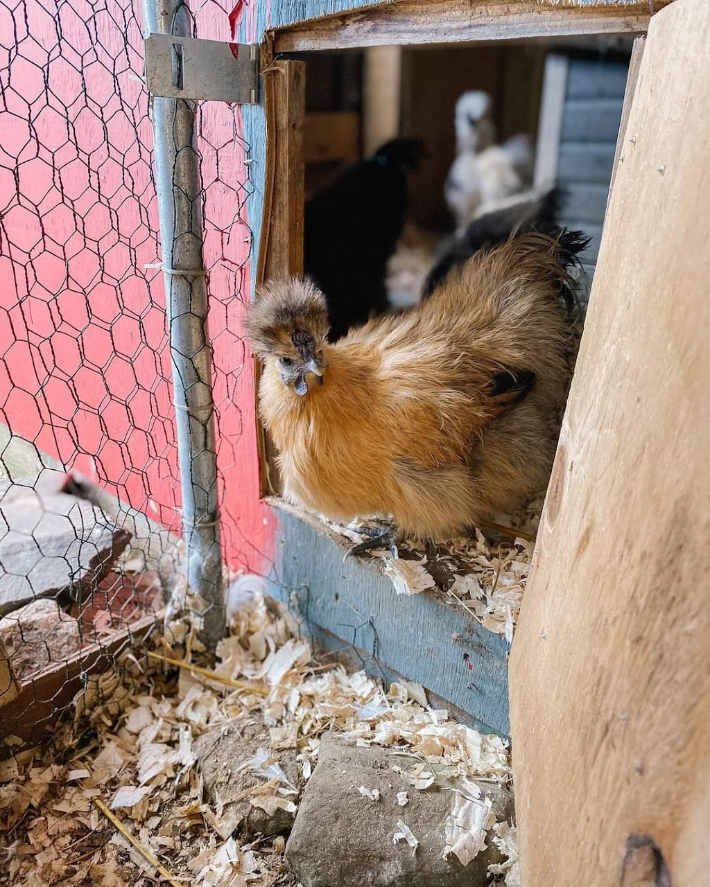 The Little Silly Goose Therapeutic Farm | 62 Station Road Extension, Western Shore, NS B0J 3M0, Canada | Phone: (902) 402-8443