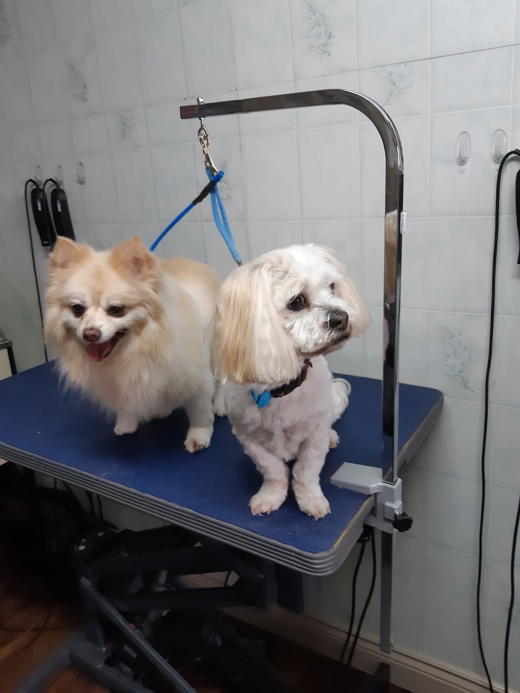 Millwood Pet Spa | 136 Millwood Dr, Middle Sackville, NS B4E 2W8, Canada | Phone: (902) 864-7381