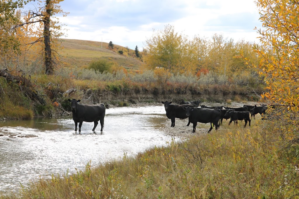 Rafter Lazy S Livestock INC | Box 4, 4 St W Site 4, Cardston, AB T0K 0K0, Canada | Phone: (403) 892-5049