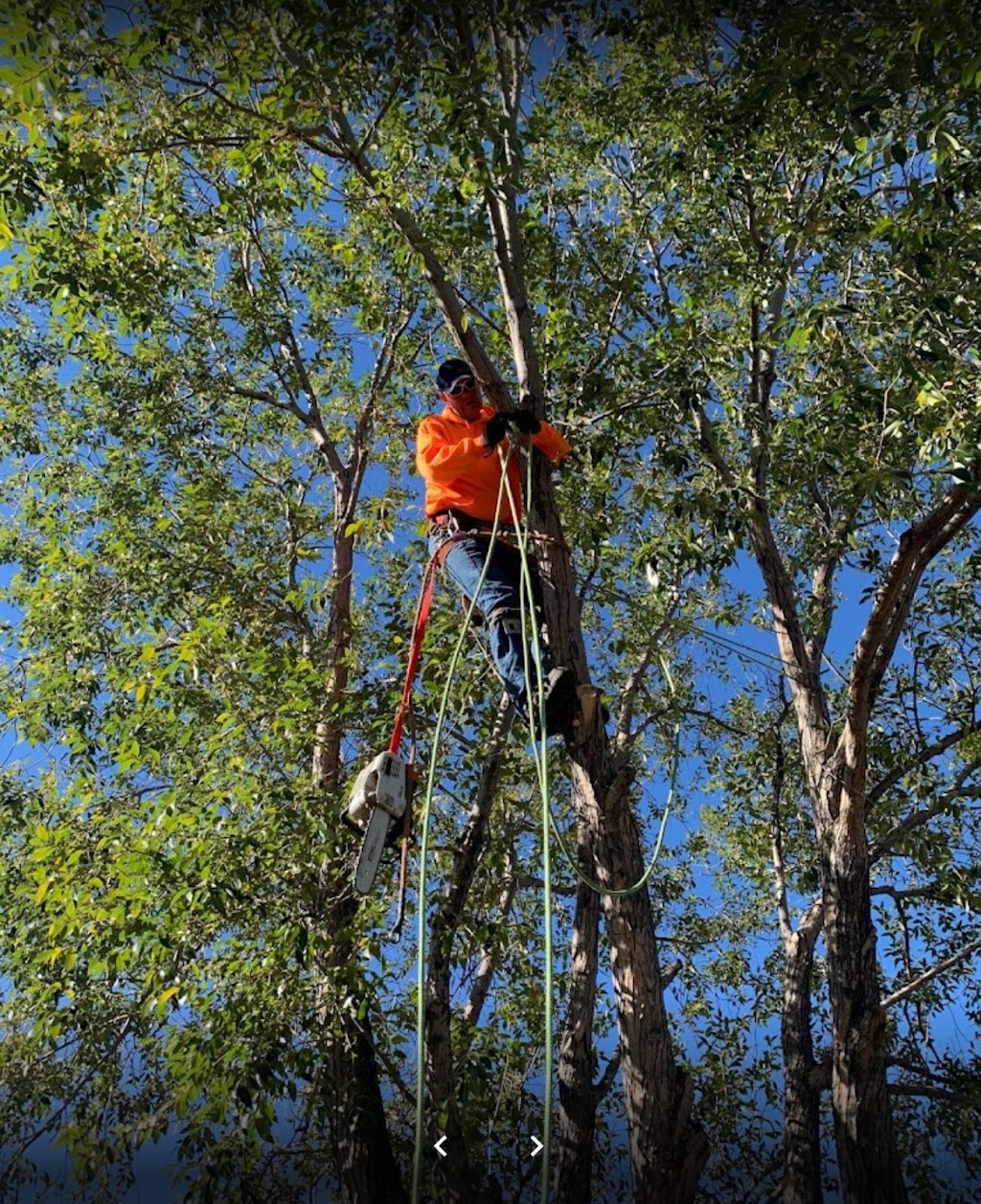 Alberta Tree Masters -Tree Service - Tree Removal & Tree Pruning | 28 Edgeford Pl NW, Calgary, AB T3A 2T2, Canada | Phone: (587) 438-5733