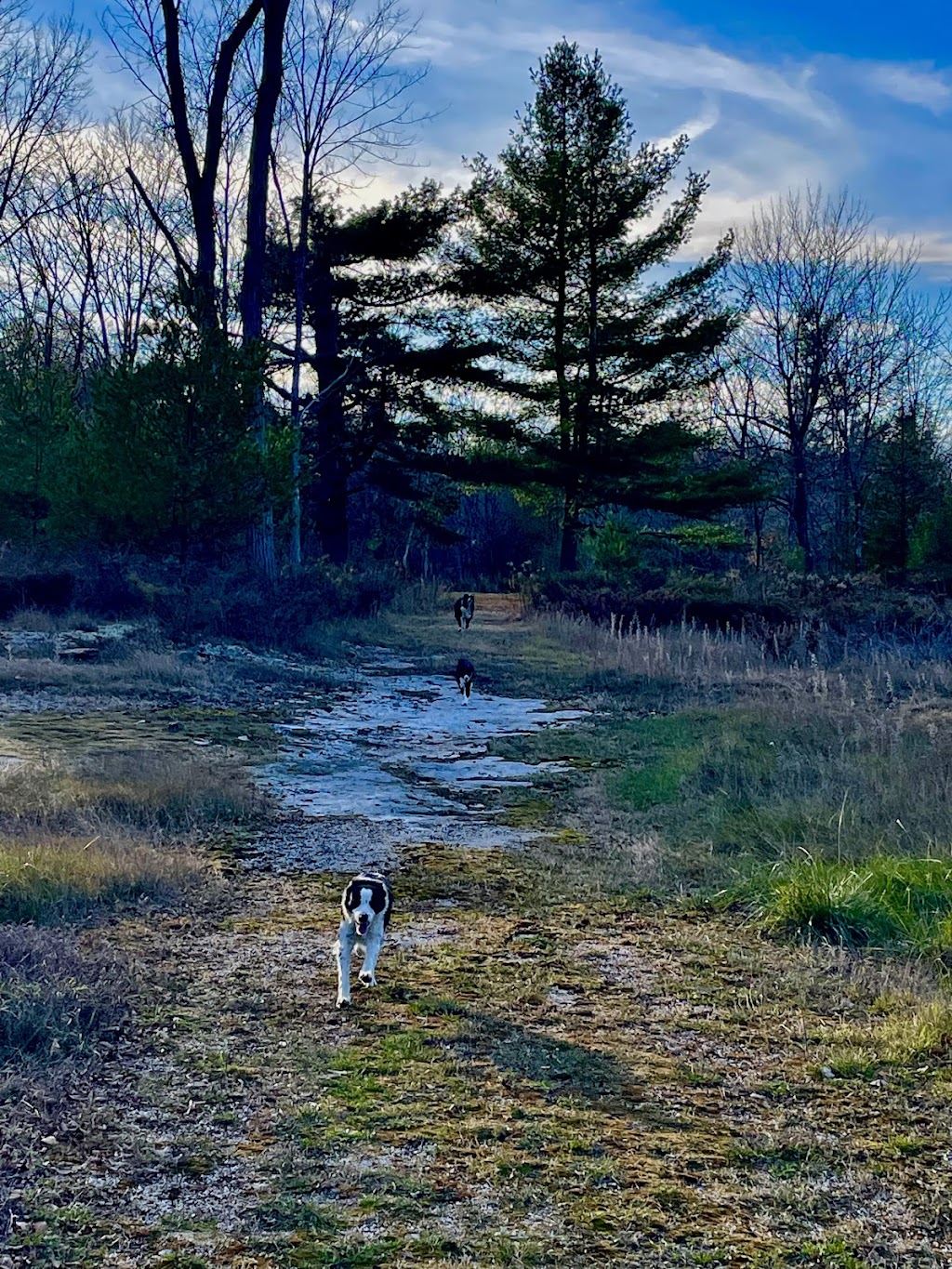 Forest and Fields Dog Retreat | 3047 Westport Rd, Godfrey, ON K0H 1T0, Canada | Phone: (613) 273-9297