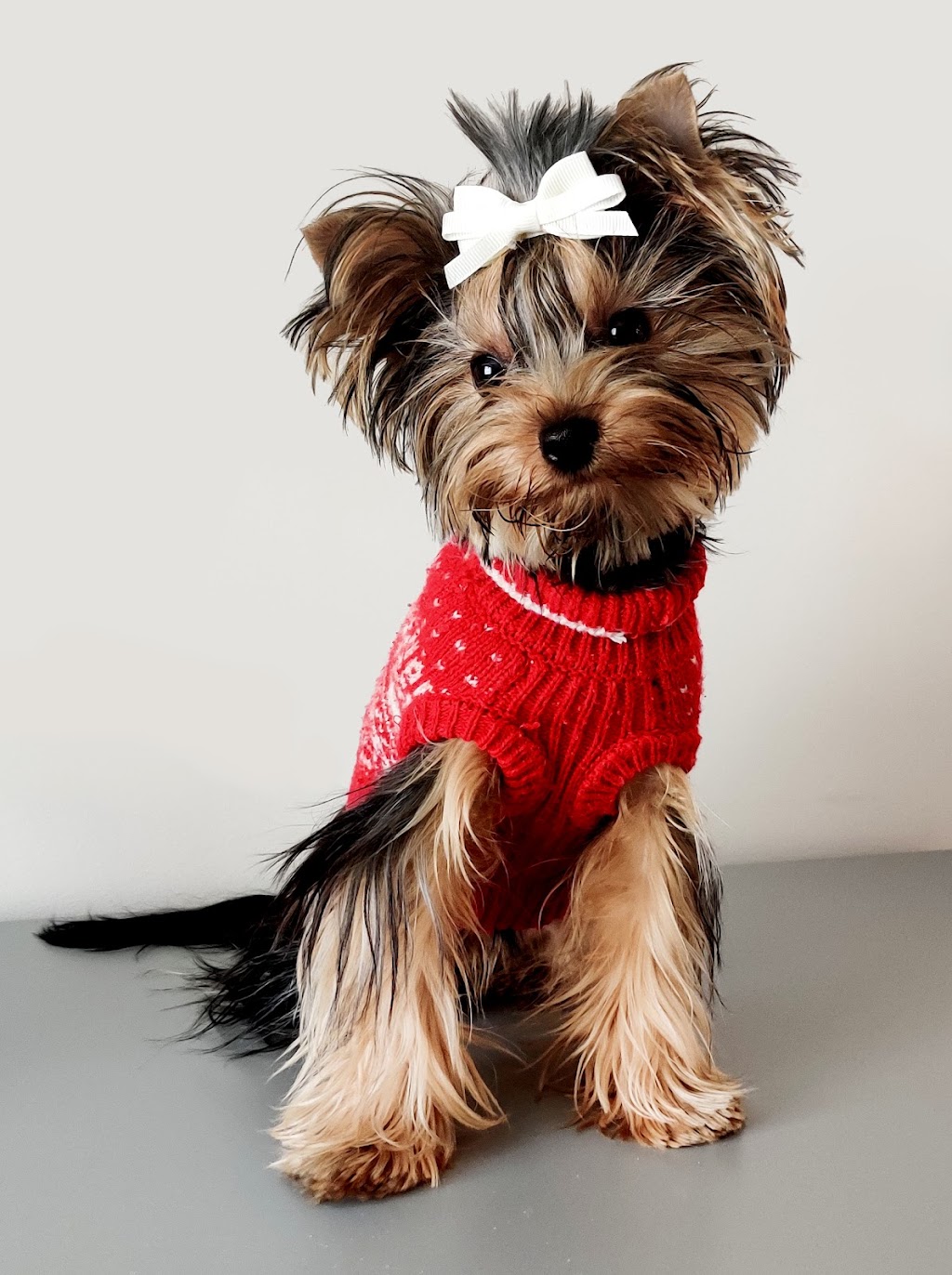 Silver Ridge Yorkies | MB-12, Steinbach, MB R0A 0V0, Canada | Phone: (204) 381-1695