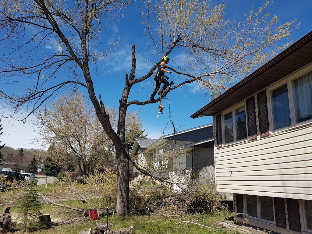 Silver Fern tree services | 134 Heritage Dr, Cochrane, AB T4C 0Y3, Canada | Phone: (587) 830-2008