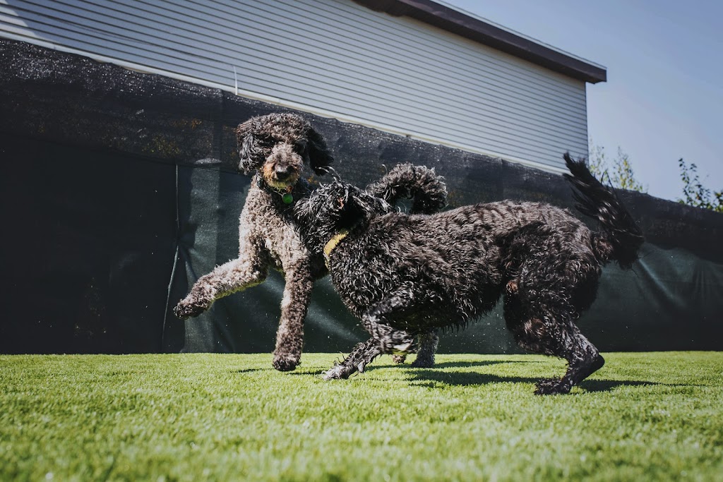 Paw Prints Doggy Daycare & Grooming Inc. | 401 Bluewater Rd #4, Bedford, NS B4B 1J7, Canada | Phone: (902) 832-9323