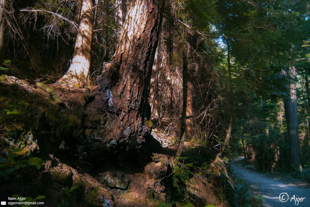 Buntzen Ridge Trail | Port Moody, BC V3H 4S3, Canada