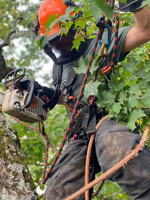 Les Arboristes Grimpeurs | Rue Mazur, Rawdon, QC J0K 1S0, Canada | Phone: (450) 833-1998