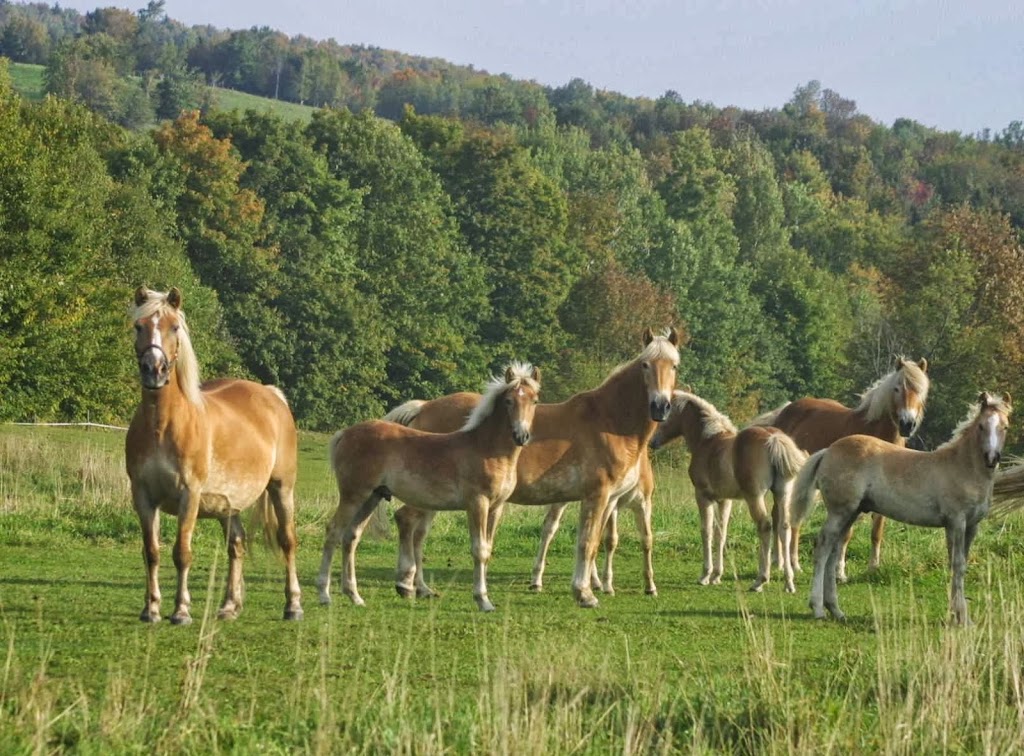 Grison Haflinger (Camp Grison) | 126 Chemin de la Grande Ligne, Racine, QC J0E 1Y0, Canada | Phone: (450) 532-4382