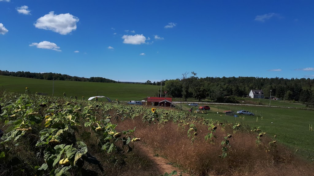 The Sunflower Maze Farm | 1194 Nova Scotia Trunk 1, Falmouth, NS B0P 1L0, Canada | Phone: (902) 790-0542