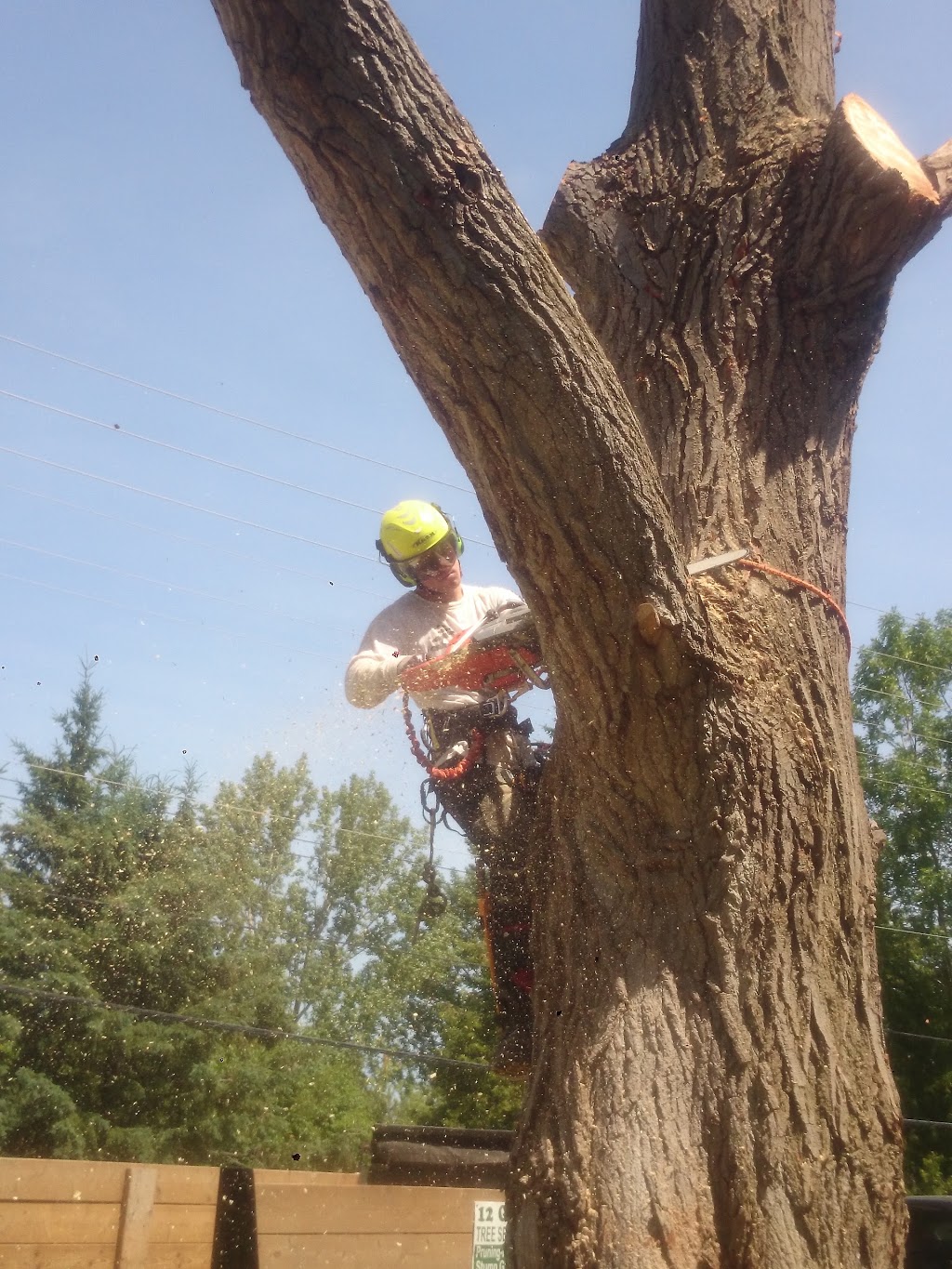 Alpine Arborist Professional Tree Care | 4 Lenarthur Ct, Aurora, ON L4G 6M2, Canada | Phone: (416) 509-2665