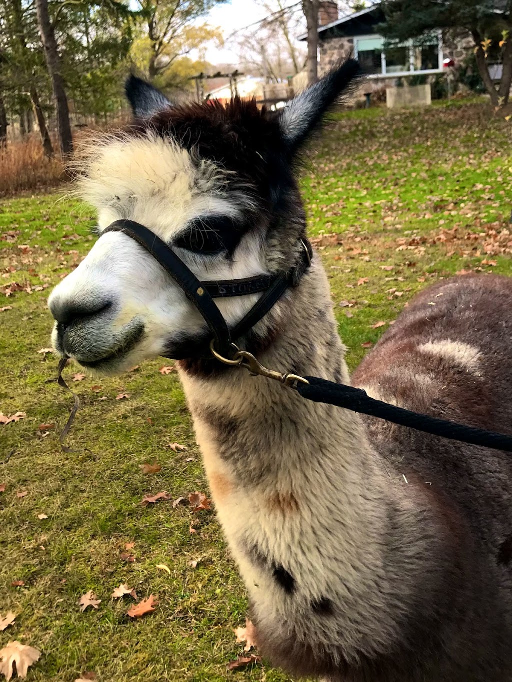 On The Brink Alpacas | 2540 Rosedene Rd, Saint Anns, ON L0R 1Y0, Canada | Phone: (289) 441-1157