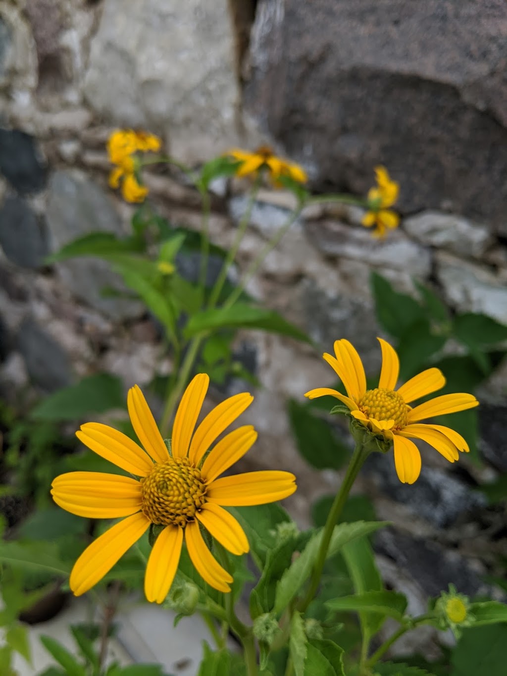 Lacewing Plants and Seedlings (at Fiddlehead Nursery) | 235599, Grey County Rd 13, Kimberley, ON N0C 1G0, Canada | Phone: (647) 465-7829