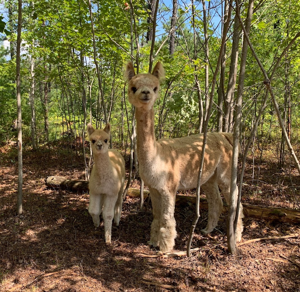 Forest Cove Alpacas & Country Market | 32129 ON-17, Chalk River, ON K0J 1J0, Canada | Phone: (613) 281-0688