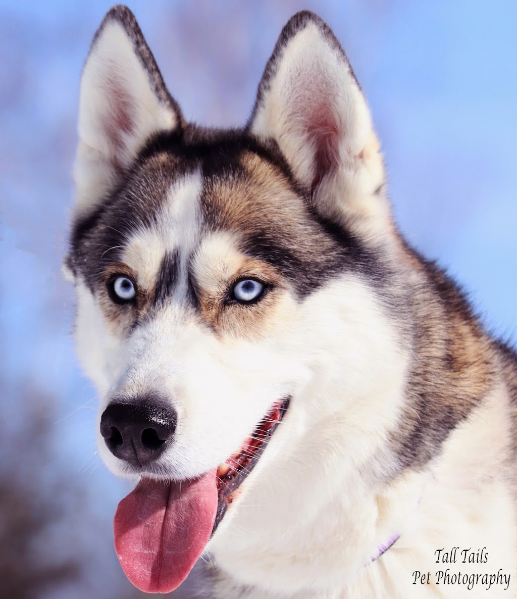 Tall Tails Pet Photography | 107 High St, Sutton, ON L0E 1R0, Canada | Phone: (905) 960-1907