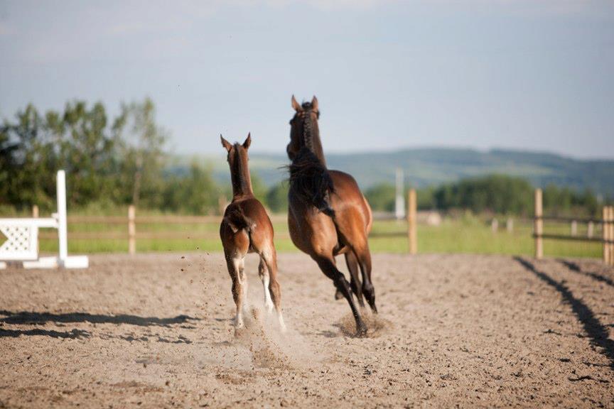 Alpine Show Jumpers | Site 4, Box 13, RR1, Millarville, AB T0L 1K0, Canada | Phone: (403) 630-0350