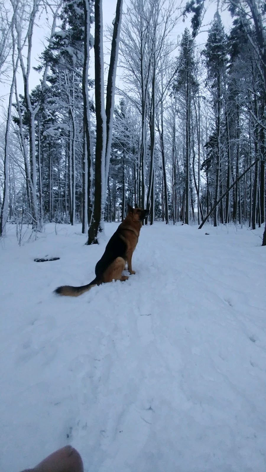 Parc des Goélands | Rue des Sittelles, Victoriaville, QC G6T 1K9, Canada