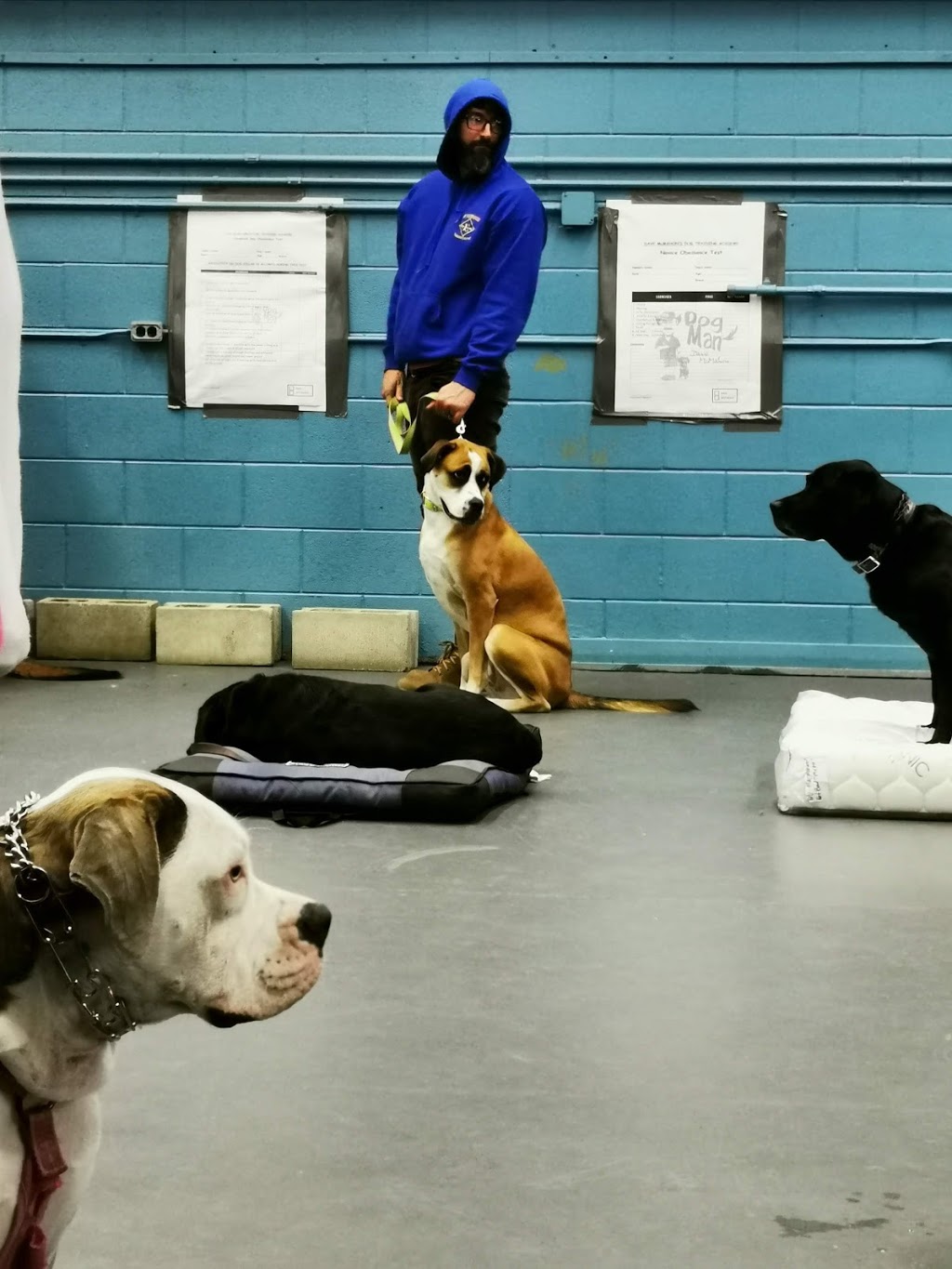 Dave McMahons Dog Training Academy | 4700 Epworth Cir, Niagara Falls, ON L2E 1C7, Canada | Phone: (289) 687-0505