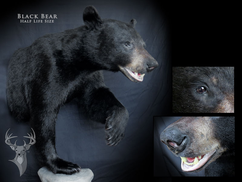 Chris Rawn Taxidermy & Wildlife Arts | 3319 Flos Rd 3 W, Stayner, ON L0M 1S0, Canada | Phone: (705) 719-8732