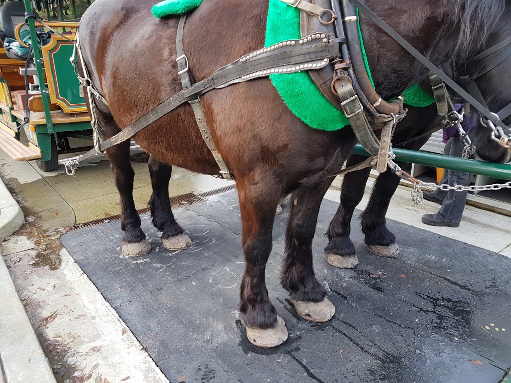 Stanley Park Horse-Drawn Tours | 735 Stanley Park Dr, Vancouver, BC V6C 2T1, Canada | Phone: (604) 681-5115