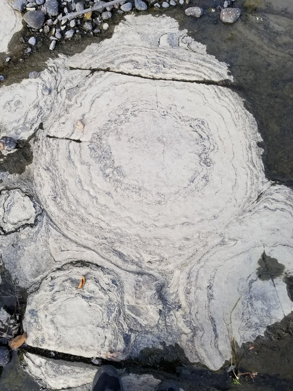 Stromatolites | Sentier des Voyageurs, Gatineau, QC J9H 7K9, Canada