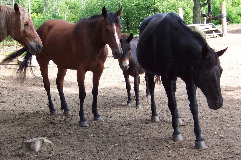 Oke-Cook Family Farm, A Tradition Since 1867 | 1200 Campbells Rd, Bracebridge, ON P1L 0A1, Canada | Phone: (705) 645-5866