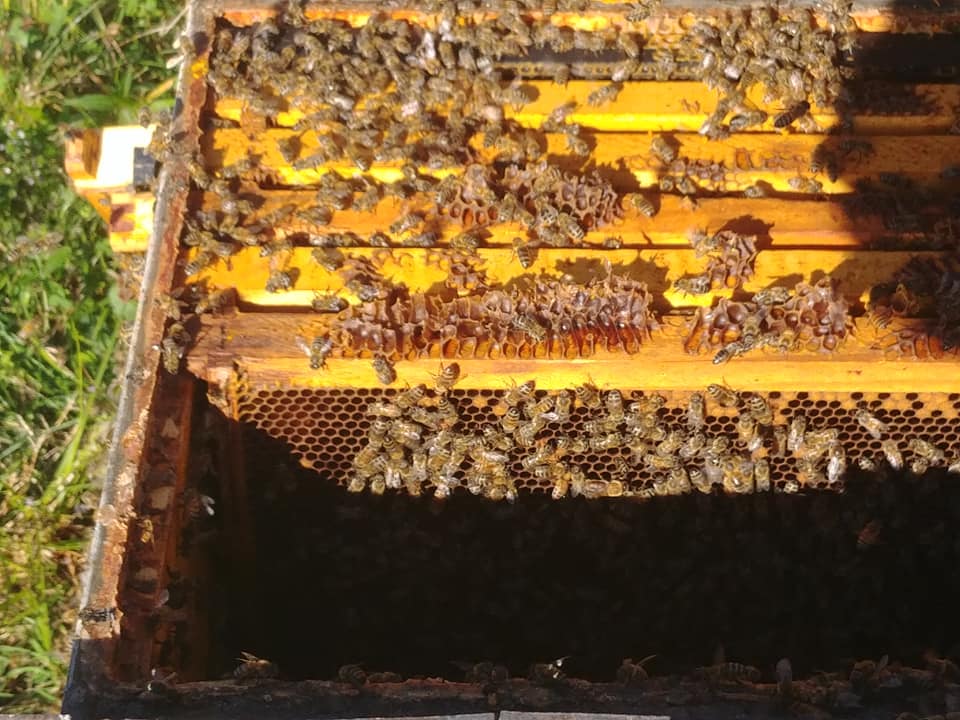 Ferme Mépat | 1809 1e Rang, Val-Alain, QC G0S 3H0, Canada | Phone: (418) 744-3724