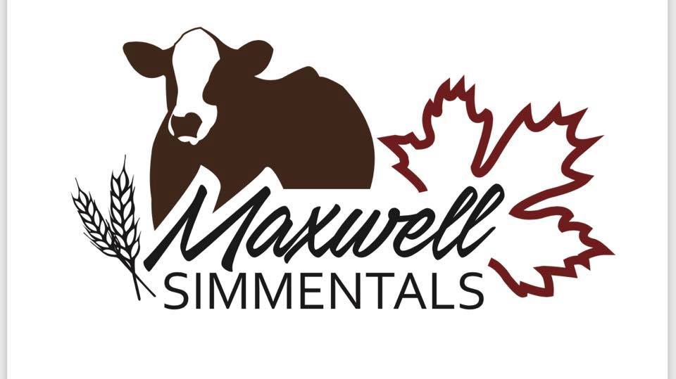 Maxwell Simmentals | Box 188, Viking, AB T0B 4N0, Canada | Phone: (780) 385-5552