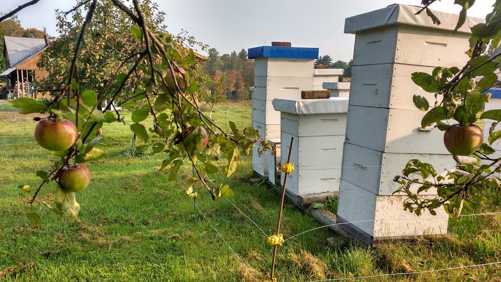 Muskoka Honey Bee Products Inc. | 2840 ON-60, Dwight, ON P0A 1H0, Canada | Phone: (705) 783-3579