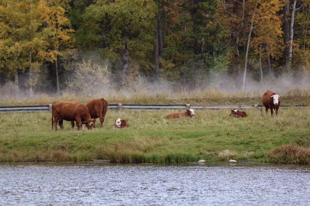 McLean Pond Day Use Area | 285 McLean Creek Trail, Bragg Creek, AB T0L 0K0, Canada