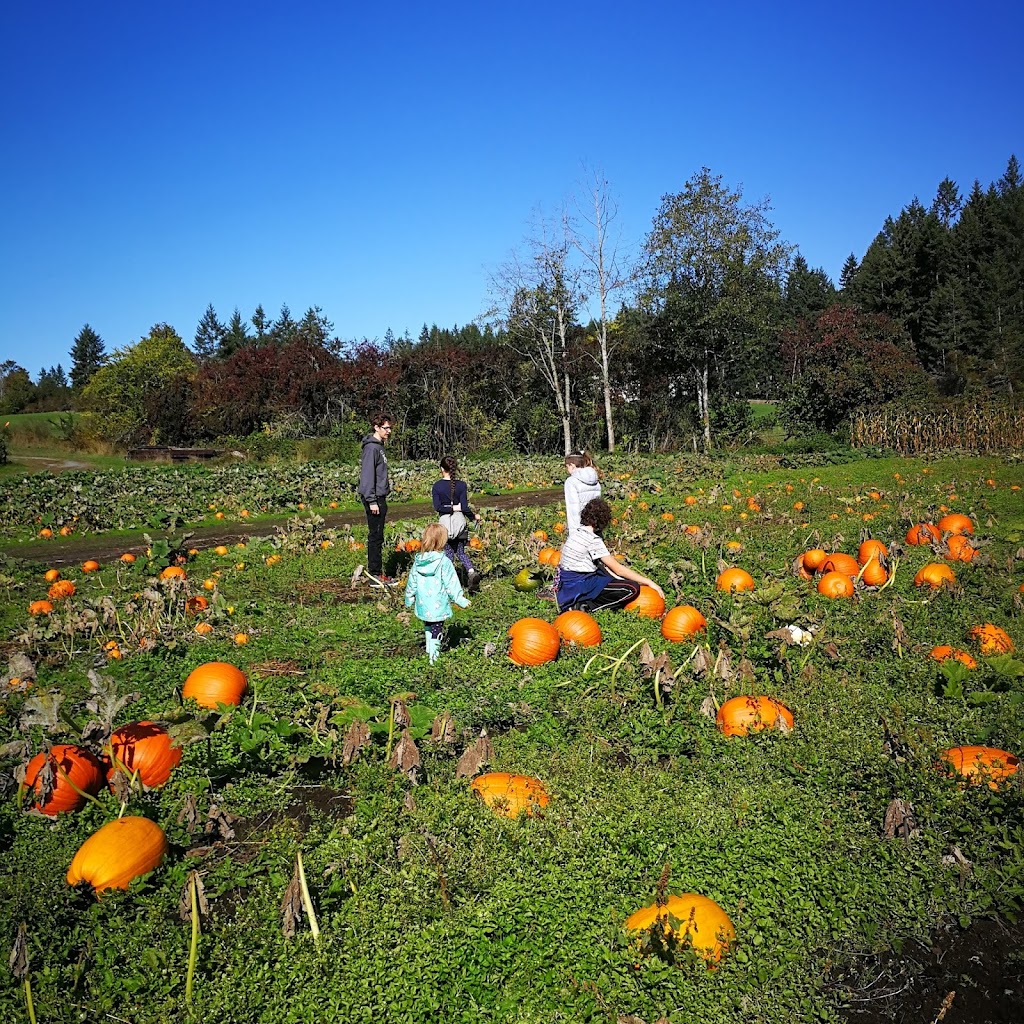 McNabs Corn Maze | 4613 Yellow Point Rd, Ladysmith, BC V9G 1G7, Canada | Phone: (250) 245-0666