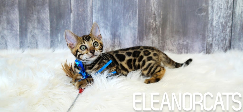 ELEANORCATS, élevage de chats bengal | 740 Bd Taschereau S, Sainte-Marie, QC G6E 1V6, Canada | Phone: (418) 448-0051