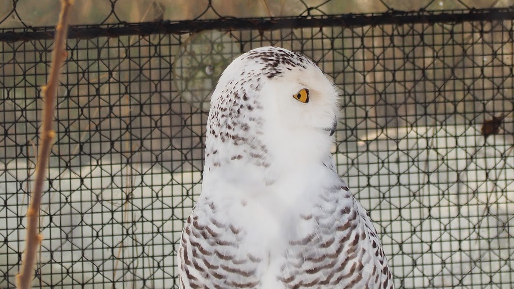 Snowy Owl Exhibit | 2000 Meadowvale Rd, Scarborough, ON M1B 5K7, Canada | Phone: (416) 392-5929