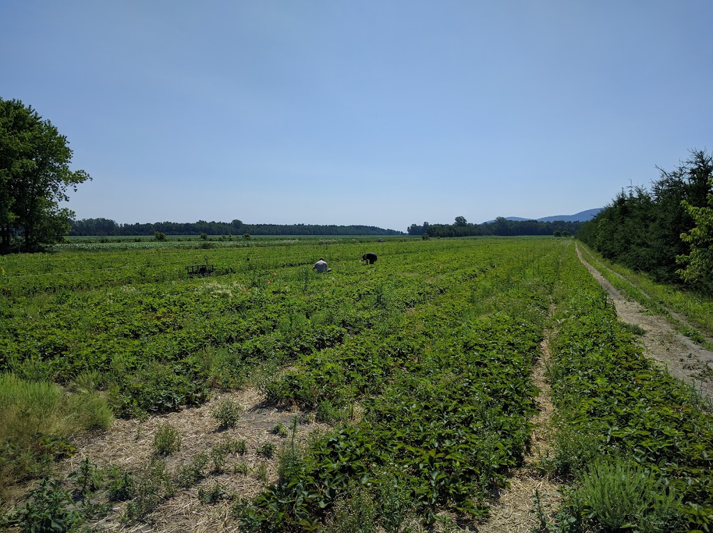 Ferme Paul Benoit | 2325 Rang de la Rivière S, Saint-Jean-Baptiste, QC J0L 2B0, Canada | Phone: (450) 464-0457