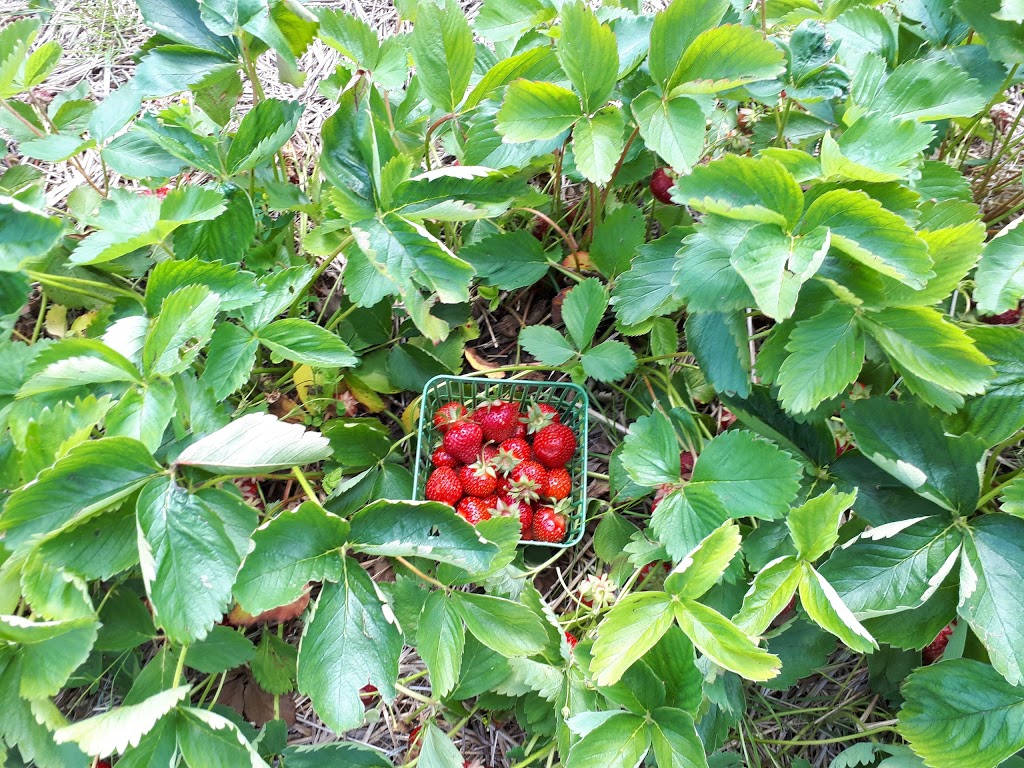 Austins Strawberries | 2591 Cockshutt Rd, Waterford, ON N0E 1Y0, Canada | Phone: (519) 443-5837