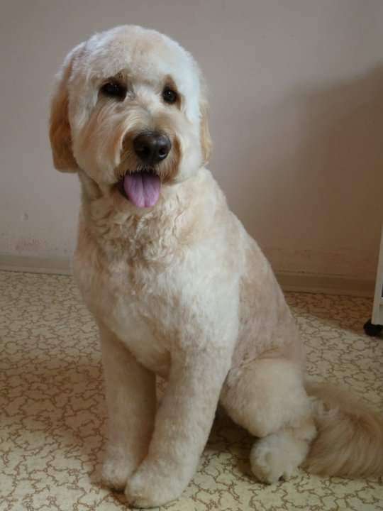 Dog Grooming By Cherie | 1824 Alberni Hwy, Coombs, BC V0R 1M0, Canada | Phone: (250) 702-8707