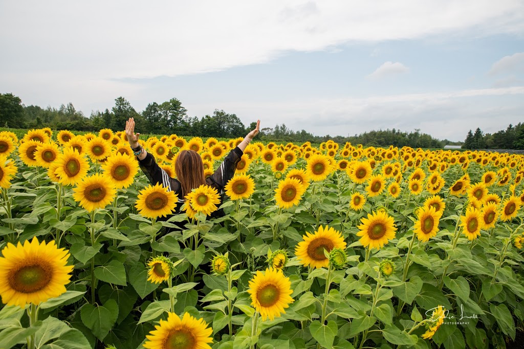 Sunrise Cedar Valley Farms | 16688 Kennedy Rd, Newmarket, ON L3Y 4W1, Canada | Phone: (416) 219-7993