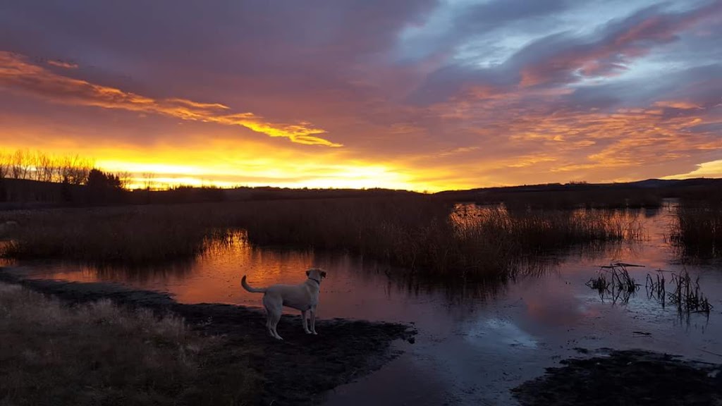 Lloyd Park Disc Golf Course | Foothills County, AB T0L 1W0, Canada | Phone: (403) 256-4113