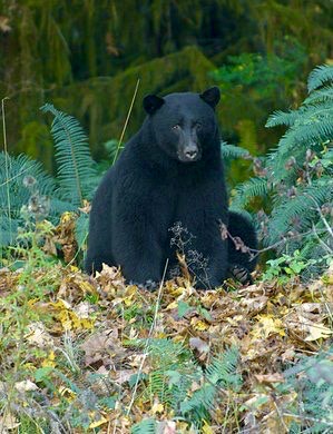 Wild Coast Wilderness Resort | 17268 Parkinson Rd, Port Renfrew, BC V0S 1K0, Canada | Phone: (250) 647-5468