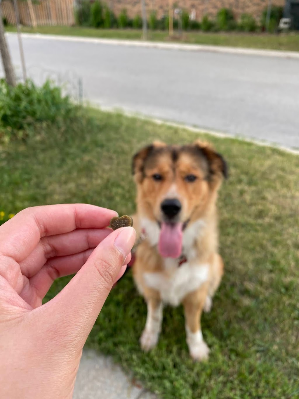 Release The Leash Dog Training | 32 The Heights Dr, North York, ON M3C 1Y4, Canada | Phone: (416) 302-6009