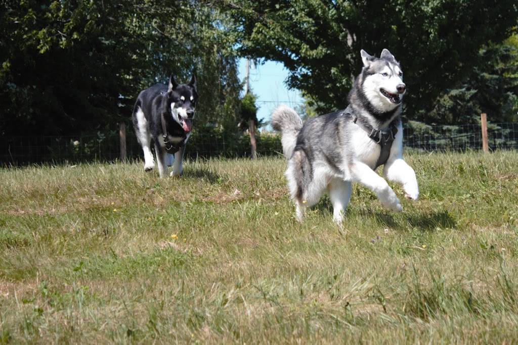 Larose "Pay and Play" Dog Park | 649 Saint Félix Road, Hammond, ON K0A 2A0, Canada | Phone: (613) 859-6658