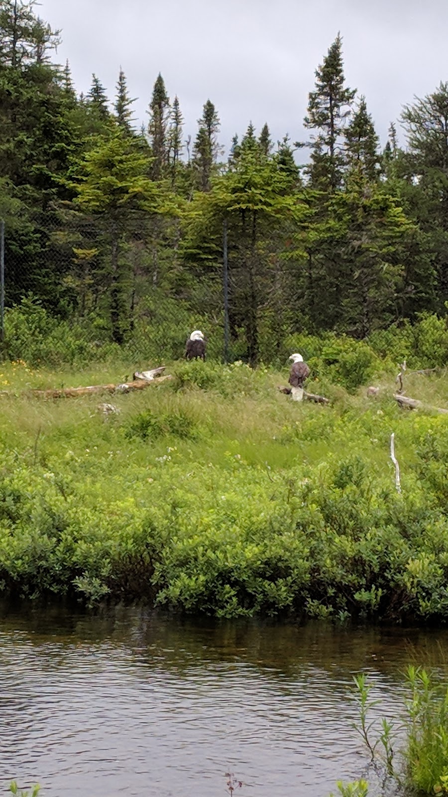 Salmonier Nature Park | Salmonier Line, Holyrood, NL A0A 2R0, Canada | Phone: (709) 229-7888