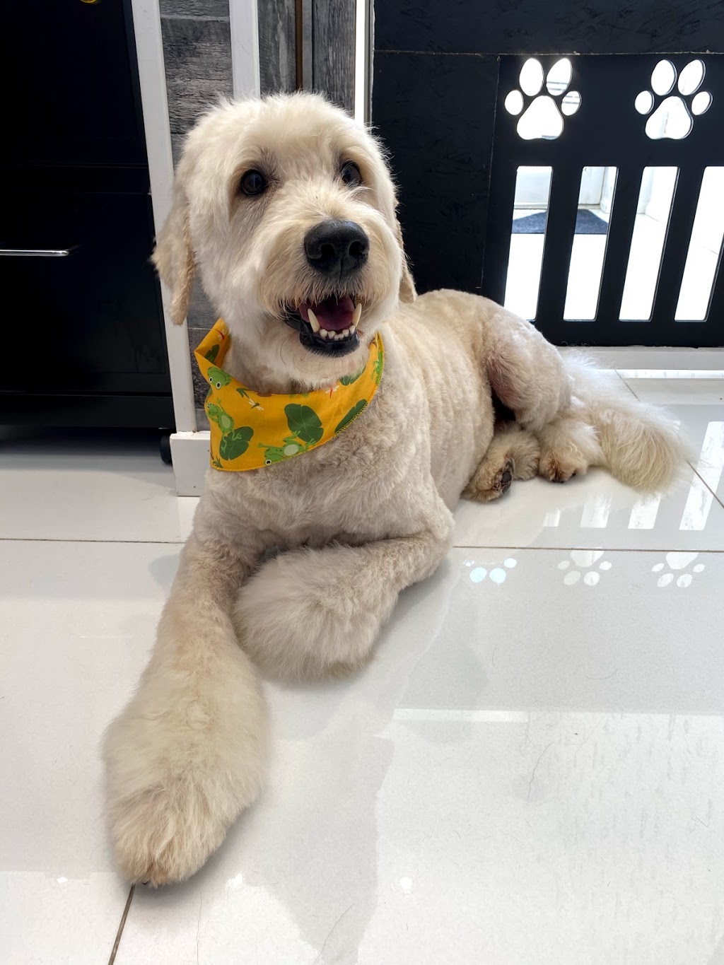 Junos Dog Grooming | 312 Rustic Rd, Toronto, ON M6L 1W5, Canada | Phone: (416) 245-5866