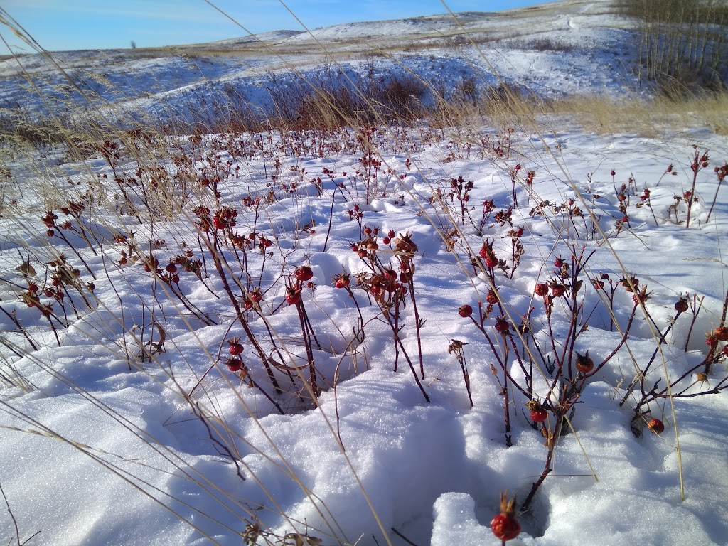 Nose Hill 64 Ave Parking Lot | 6465 14 St NW, Calgary, AB T2K 5R2, Canada