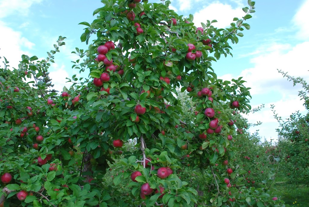 La Fleur Du Pommier Ltee | 79 Chemin Rue Goguen, Cocagne, NB E4R 5Y7, Canada | Phone: (506) 576-7946