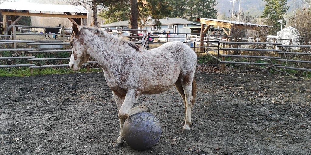 Freedoms Gate Equine Rescue Society | 4730 44 Ave NW, Salmon Arm, BC V1E 3A7, Canada | Phone: (250) 515-1056