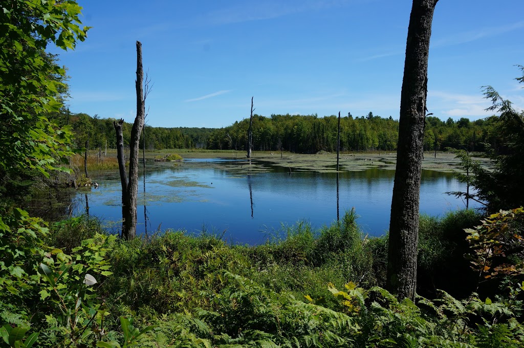 Secteur du Lac-Stukely - Parc National du Mont-Orford | 200 Chemin du Camping, Orford, QC J1X 7A2, Canada | Phone: (819) 843-9855